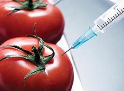 genetically-modified-foods1